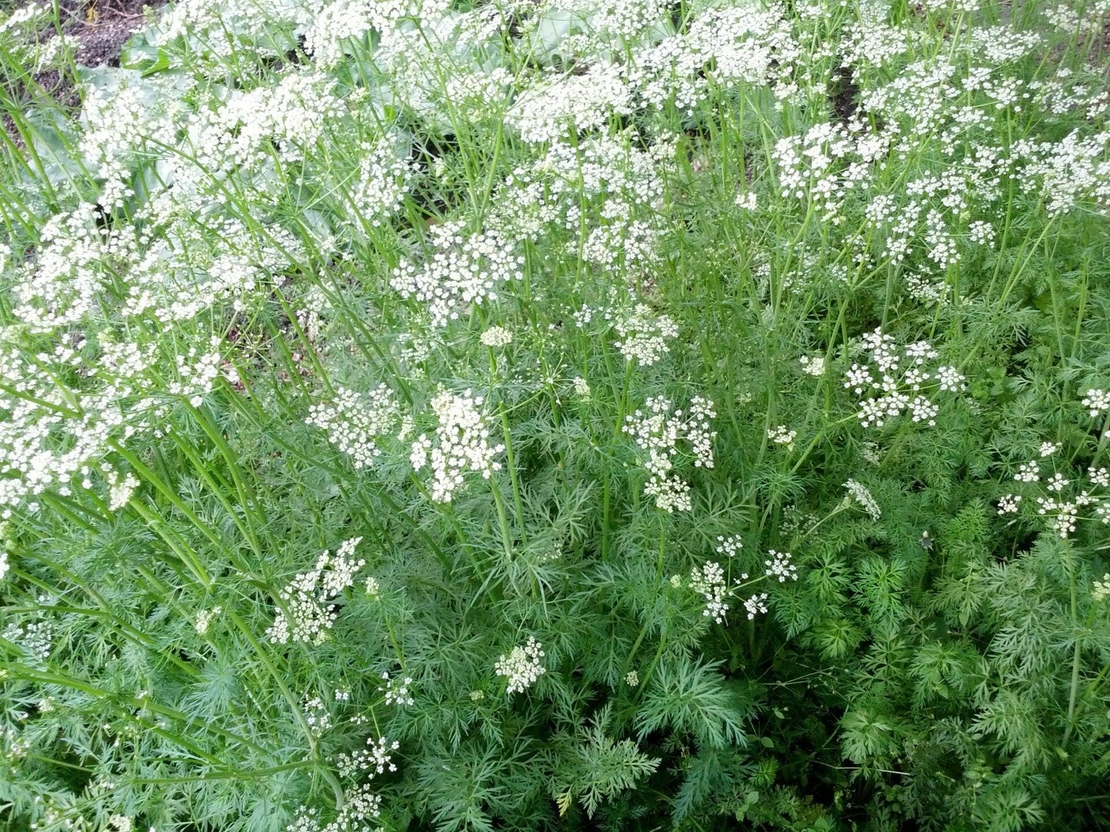 Organic Black Cumin Seed | Nigella Sativa |  Black Cumin Seeds Tea | Black Caraway | Herbal Tea | Organic Seeds | Organic Herbs | Dried Seed