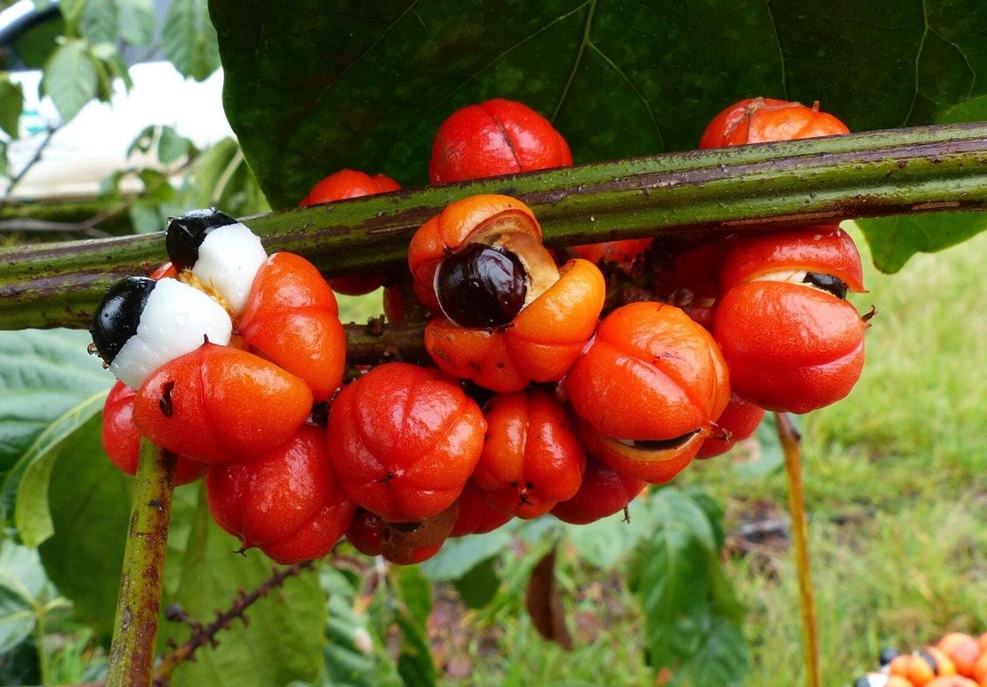 Organic Guarana Seeds | Whole Guarana Seeds | Paullinia Cupana | Guarana Fruit | Guarana Tea | Dried Fruit | Organic Fruit | Herbal Tea