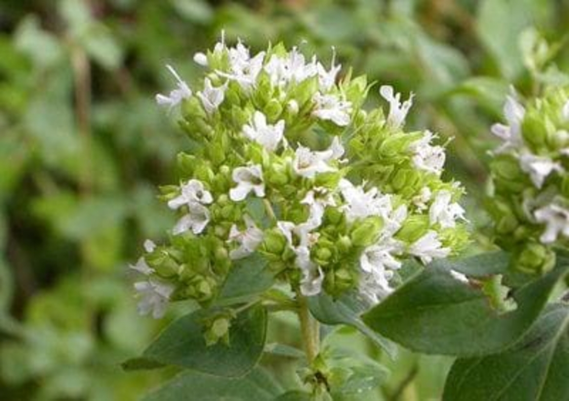 WHITE OREGANO HERB | Origanum Heracleoticum | Natural Herbal Remedy