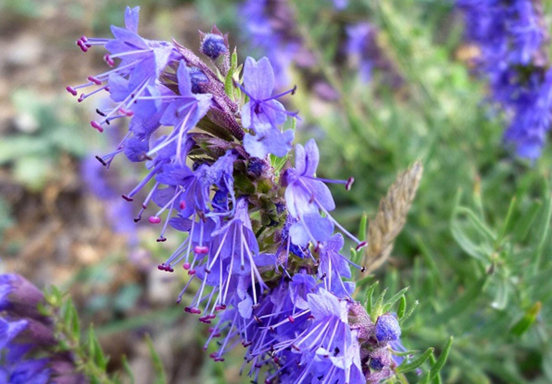 Organic HYSSOP HERB | Hyssopus Officinalis | Hyssop Tea | Herbal Tea | Herba | Tea | Medicinal Herbs | Dried Herbal Tea | Herbs | Remedies