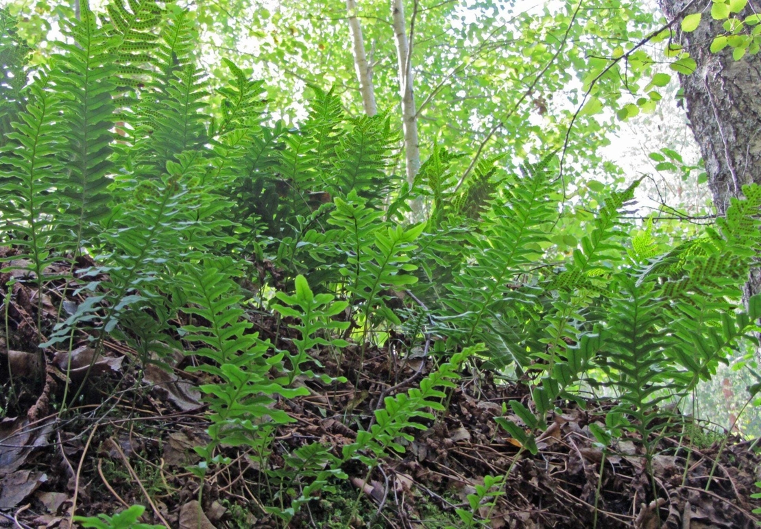 Organic common polypody root | polypodium vulgare | polypody tea | common tea | herbal tea | dried root | organic herbs | herba | tea