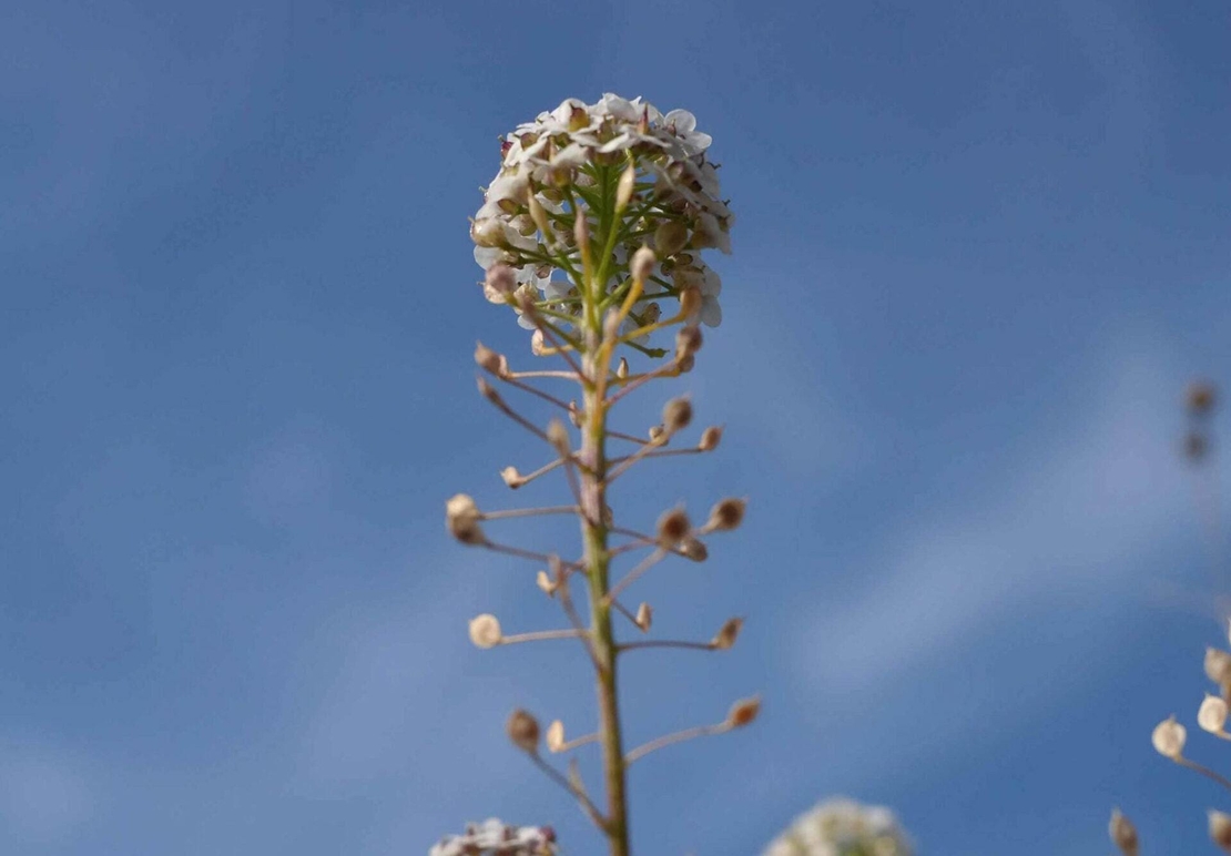 Organic SHEPHERD'S PURSE HERB | caspella bursa pastoris | shepherd's purse tea | herbal tea | dried herbs | organic herbs | herba | tea
