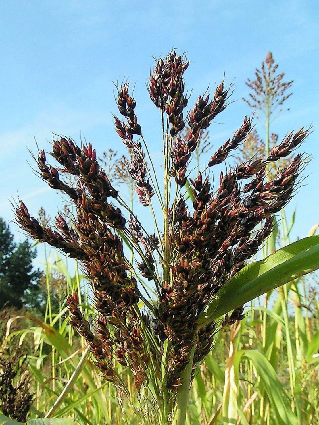 Organic SORGHUM SEEDS | Sorghum Vulgare | Sorghum Bicolor Semens | I Organic Seeds | Dried Seeds | Organic Herbs |