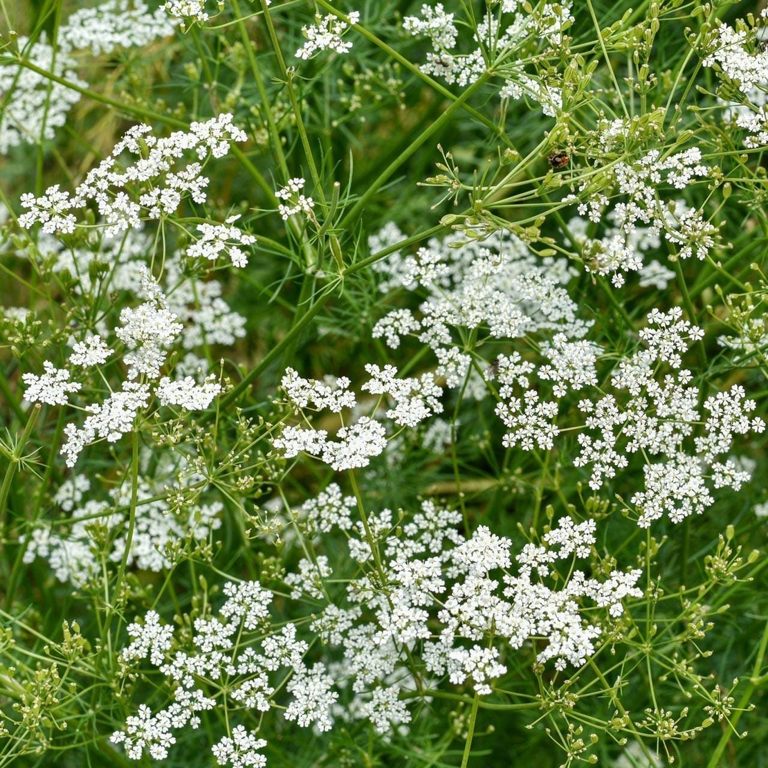 Organic CUMIN SEEDS | Cuminum Cyminum | Cumin Seeds Whole | Spices | Dried Seeds | Organic Seeds | Organic Herb | Herba | Seeds