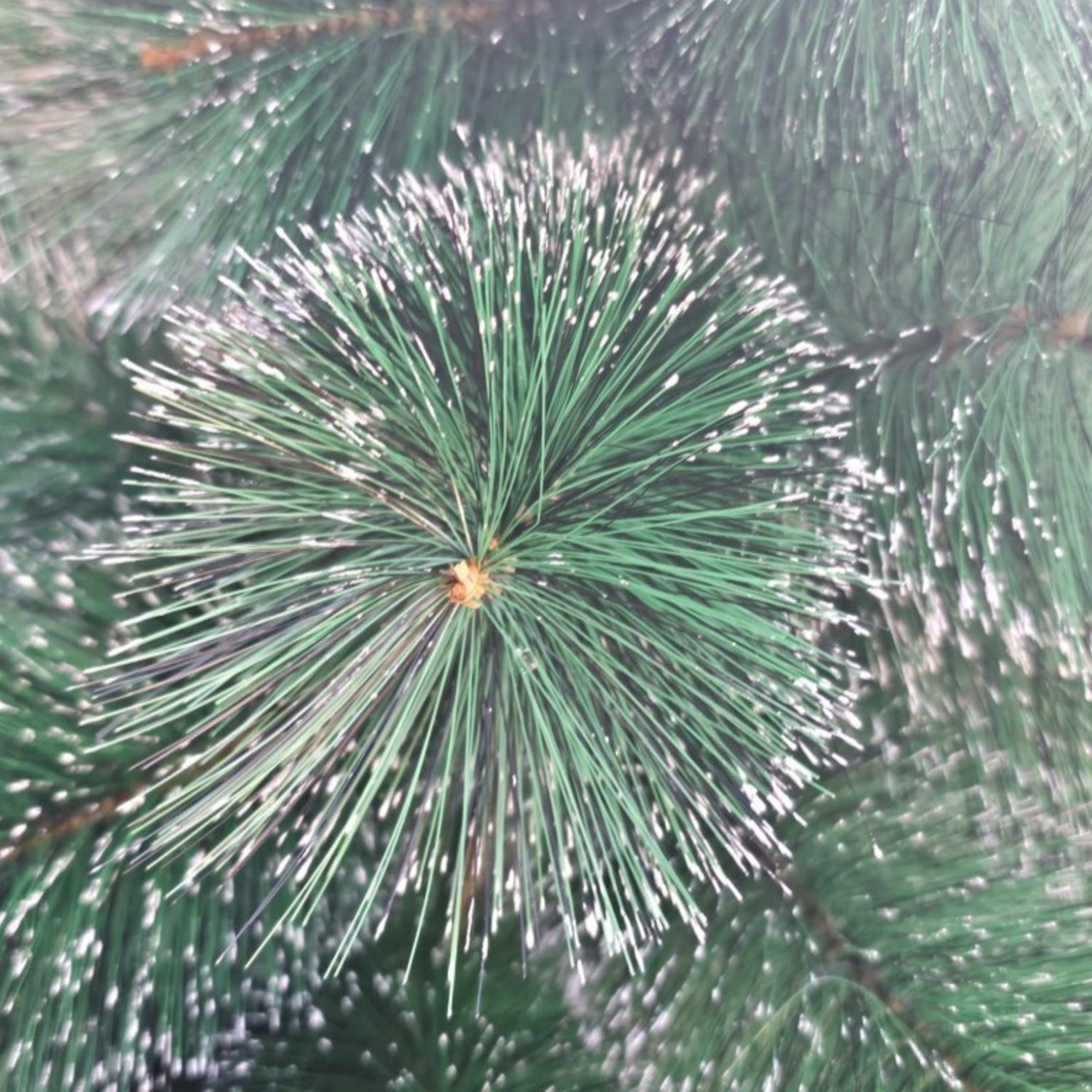 Коледна елха с шишарки и бели заскрежени връхчета