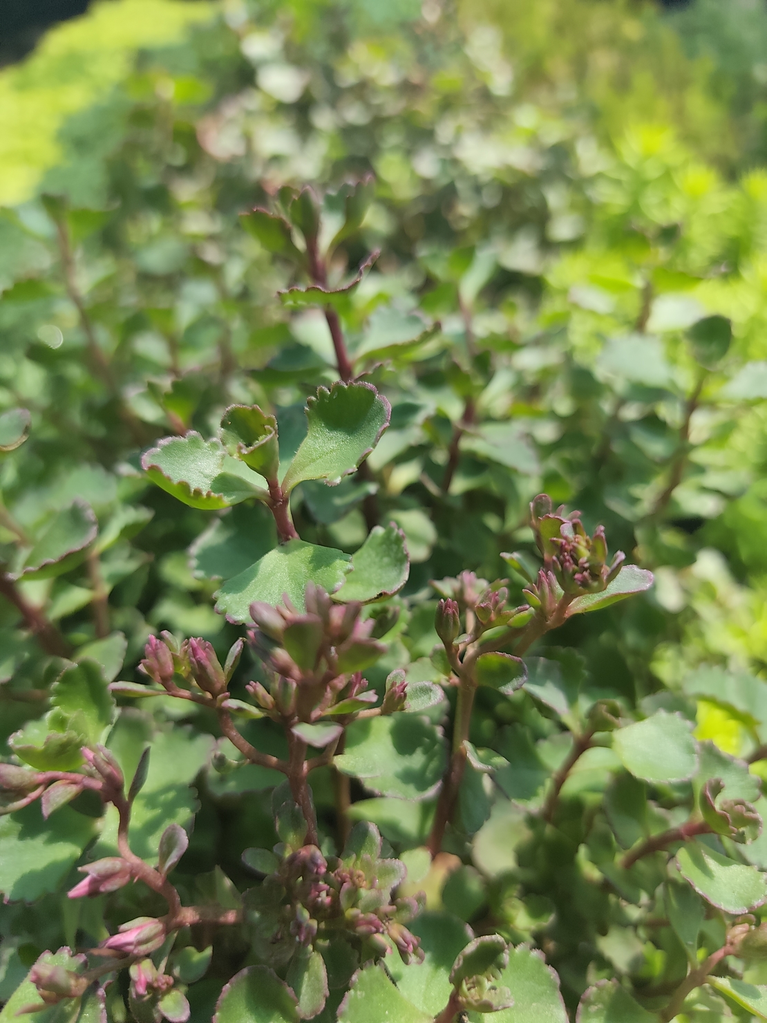 Sedum spurium 'Tricolor'