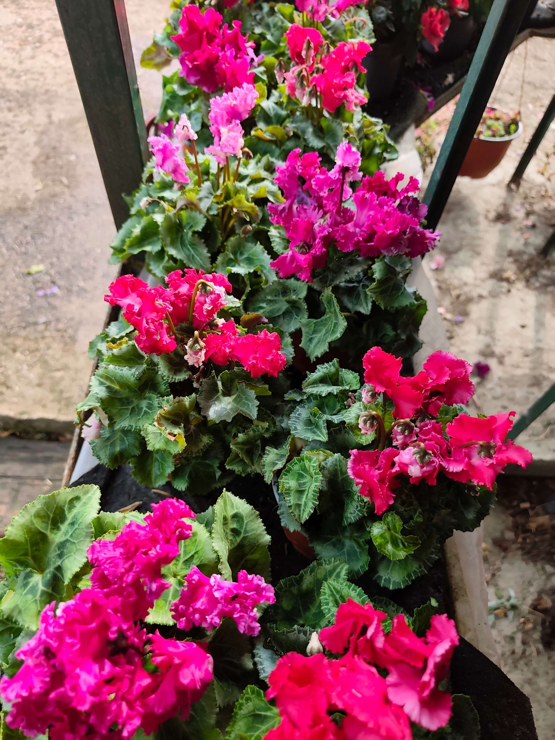 Cyclamen persicum (Стайна циклама)