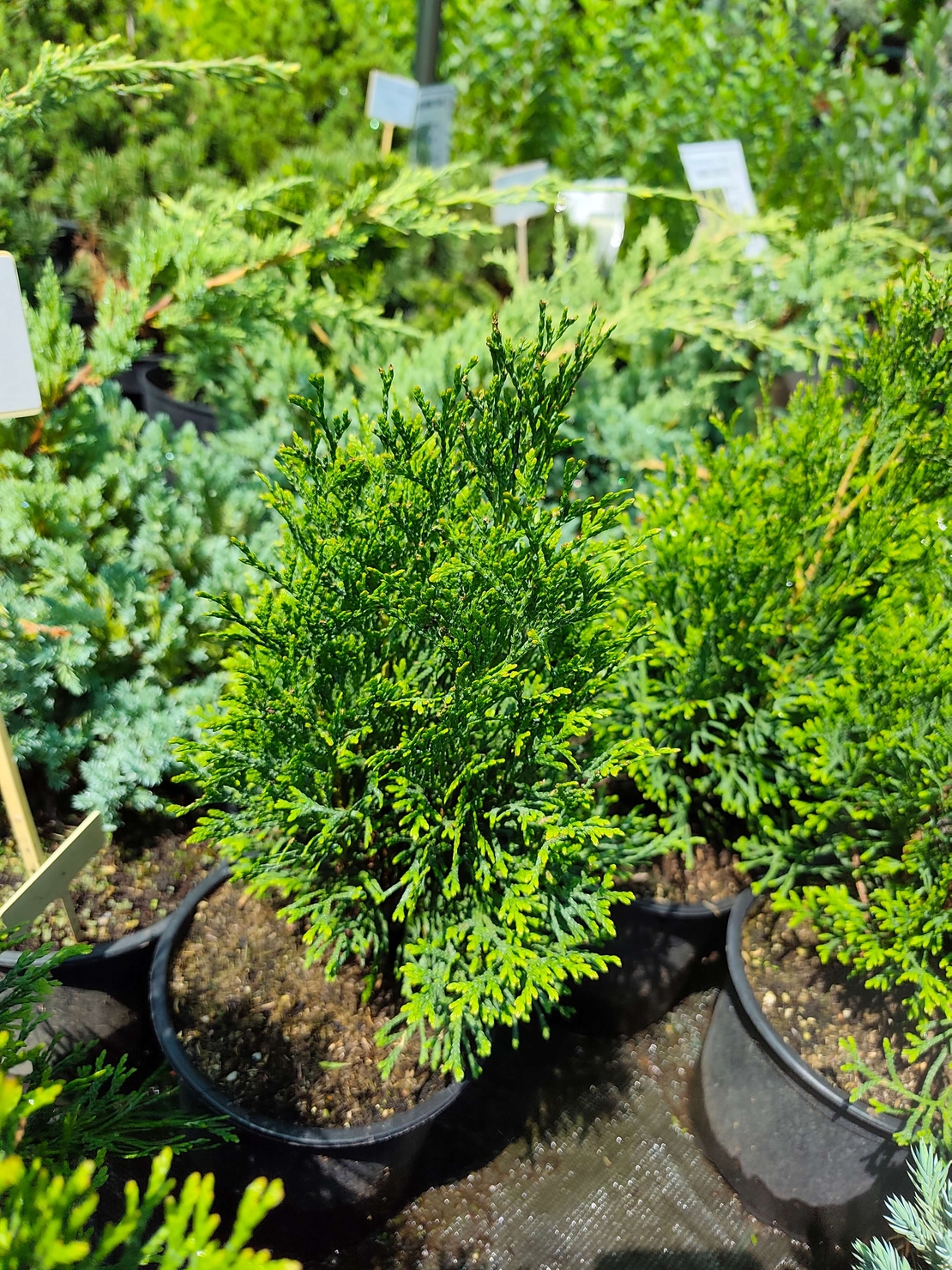 Thuja occidentalis 'Smaragd' (Туя Смарагд)