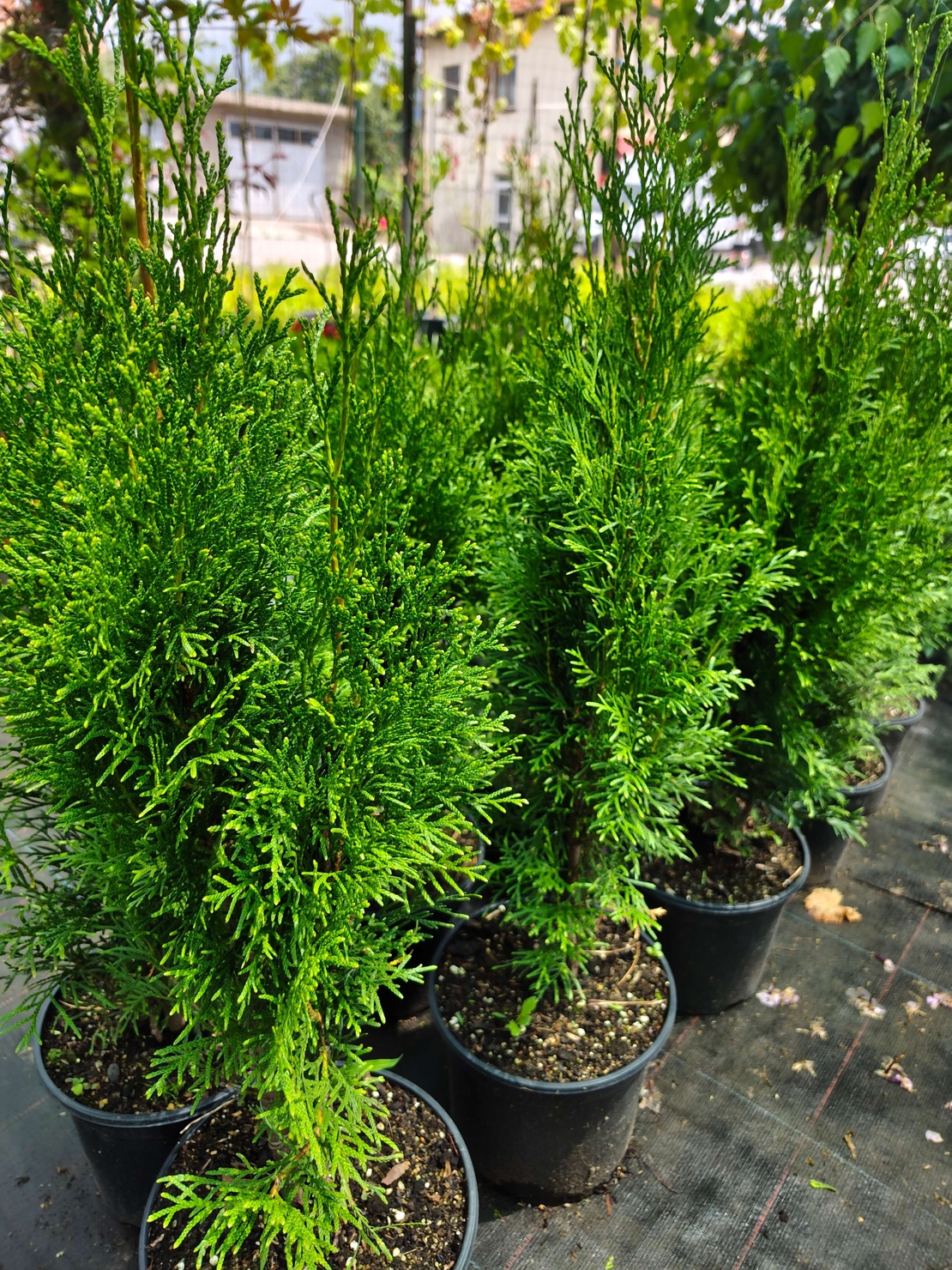 Thuja occidentalis 'Smaragd' (Туя Смарагд)