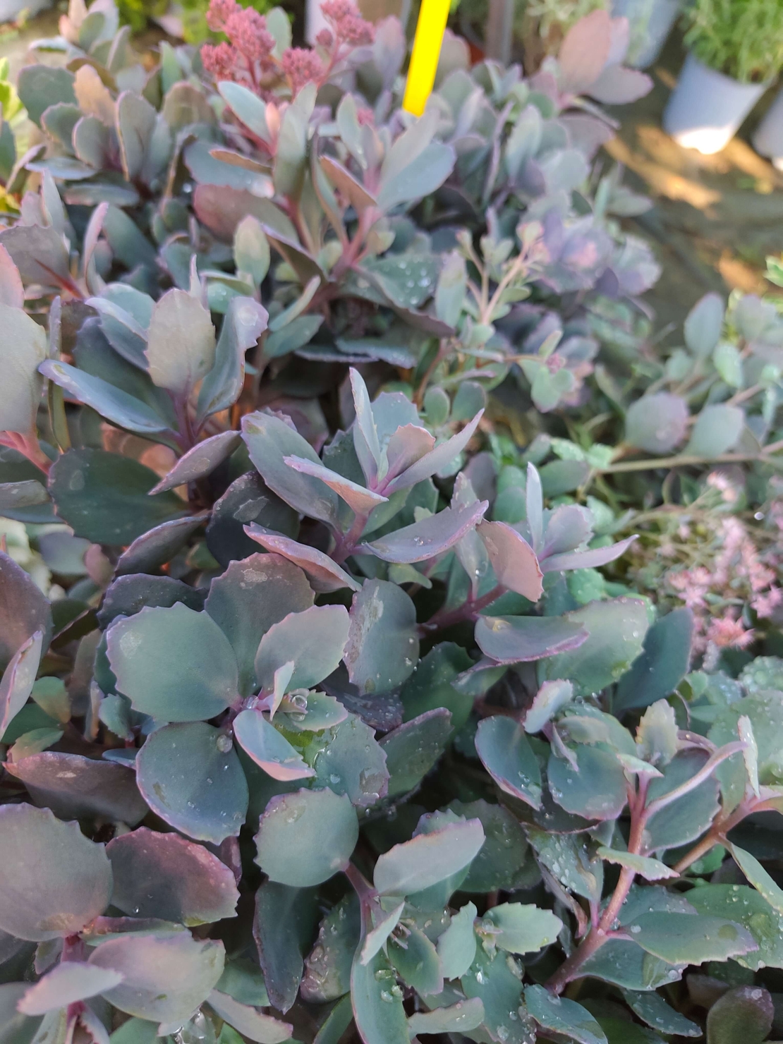 Sedum cauticola Red canyon