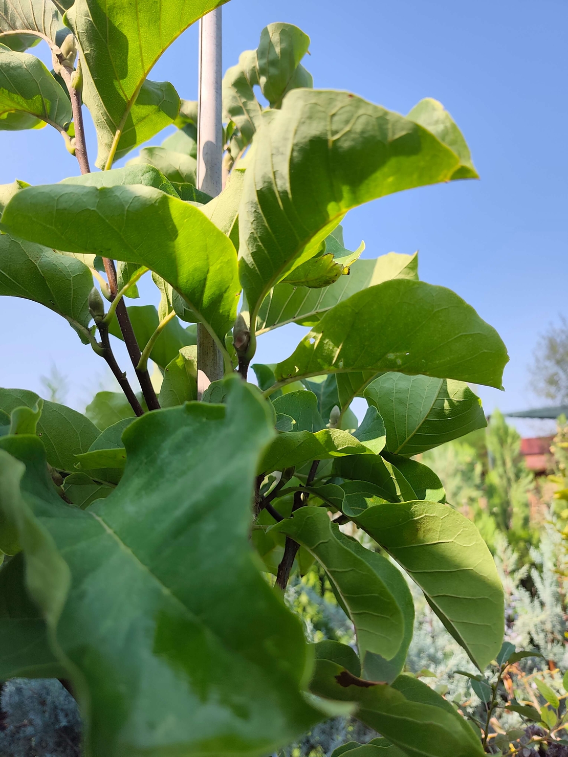 Magnolia 'Sunsation' Дървовидна