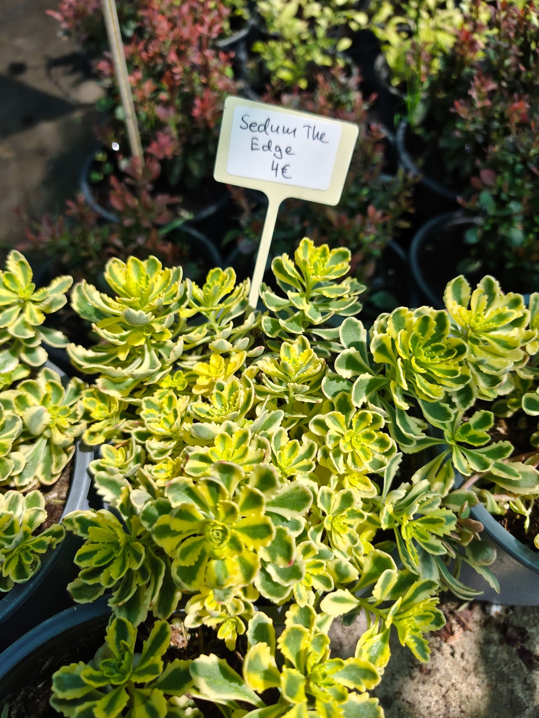 Sedum 'The Edge'