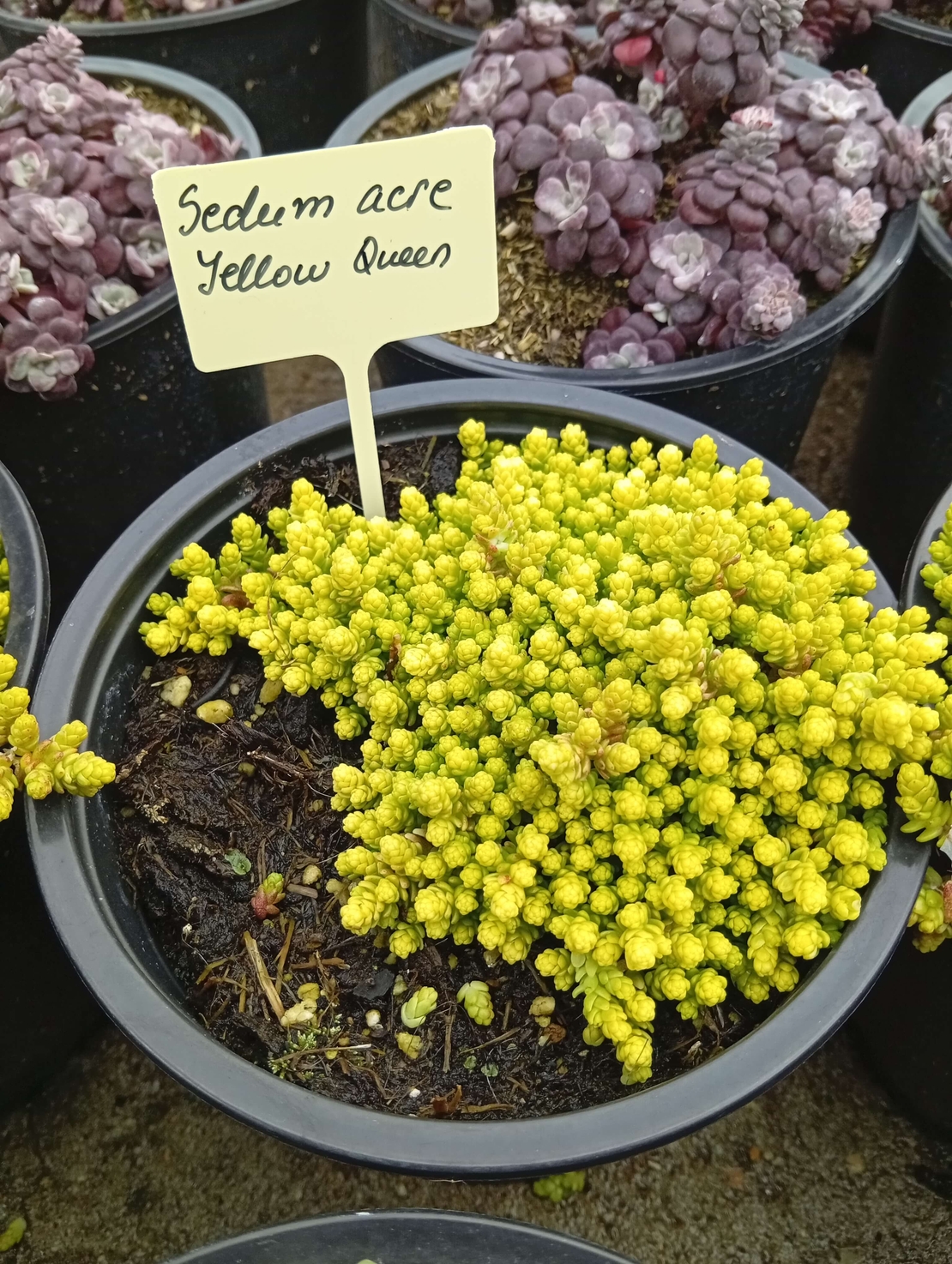 Sedum acre Yellow Queen