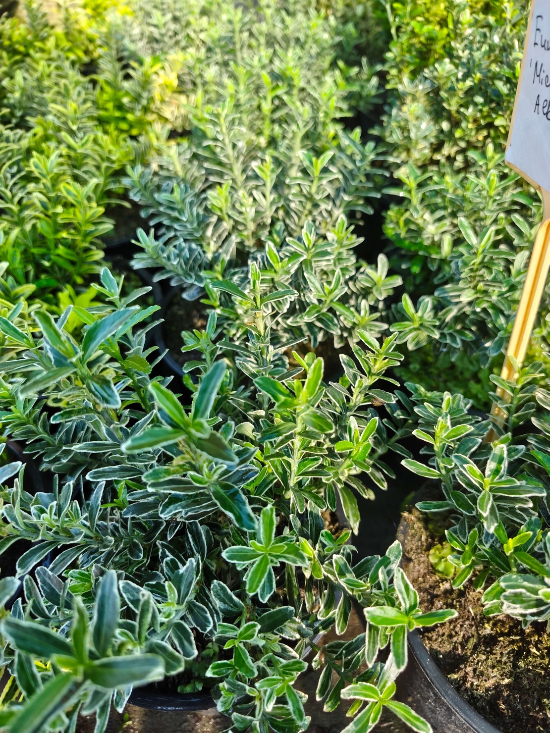 Euonymus japonicus ‘Microphyllus Albovariegatus’ (Дребнолистен бяло-пъстър японски чашкодрян)
