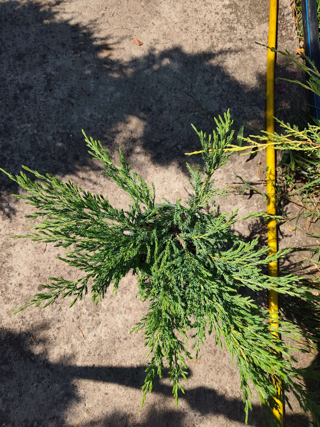 Juniperus horizontalis 'Prostrata'