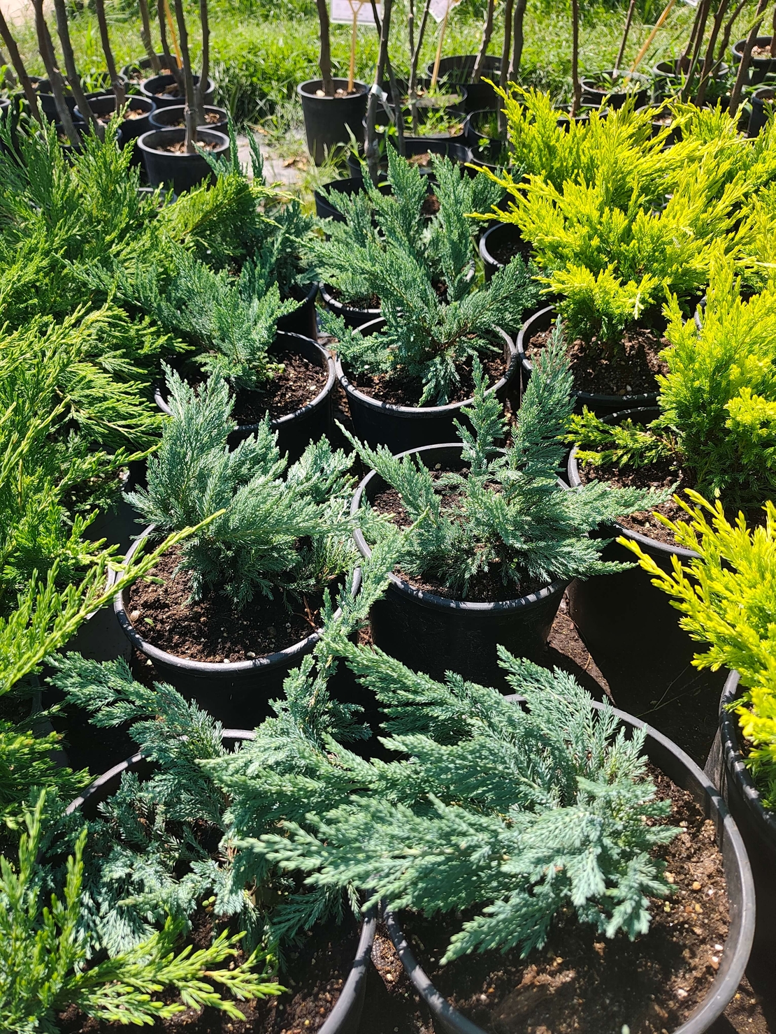 Juniperus horizontalis 'Prince of Wales'
