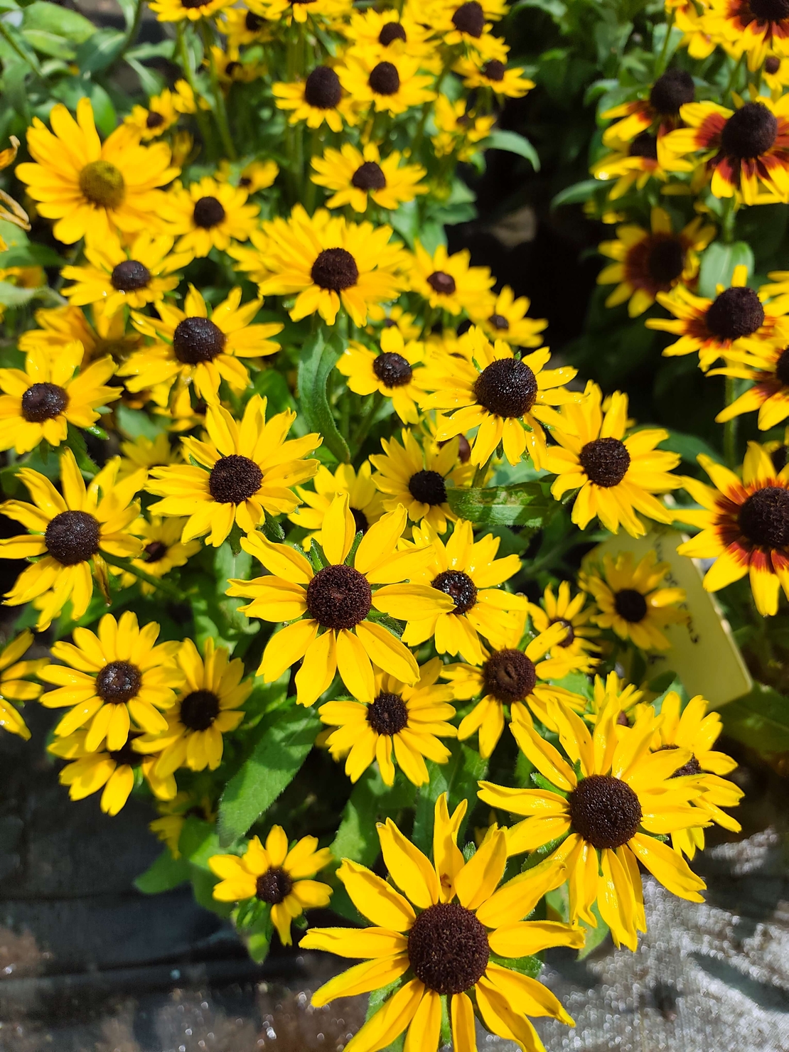 Rudbeckia fulgida (Рудбекия)
