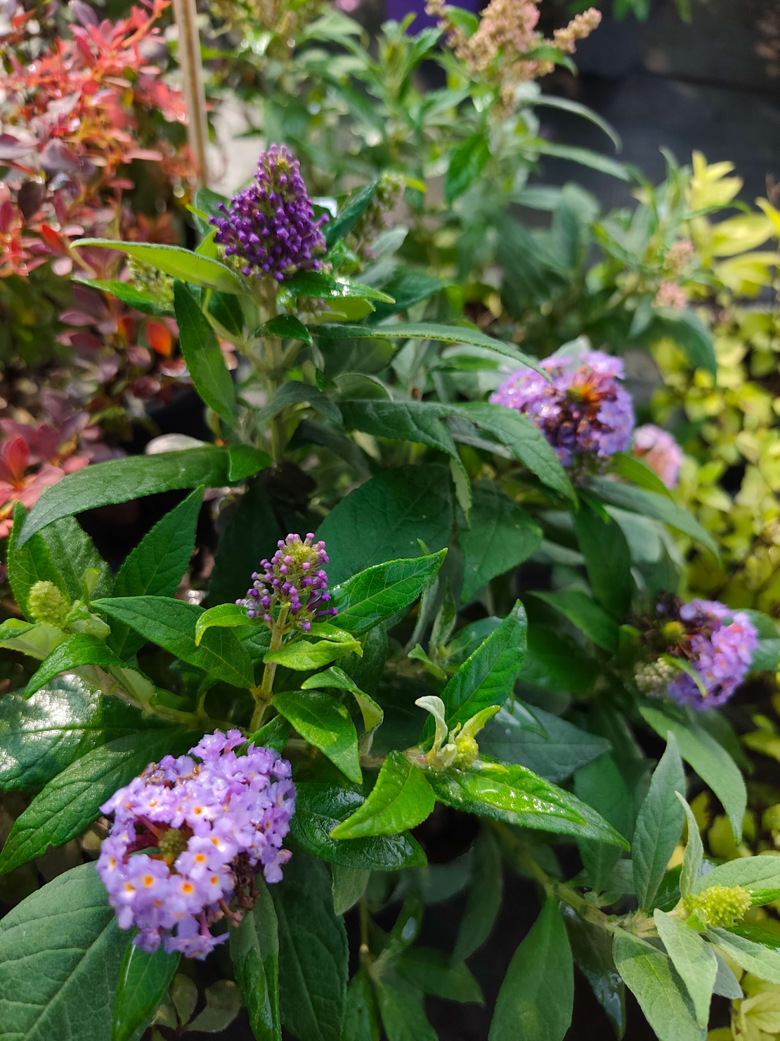 Buddleja mini (Компактна будлея)