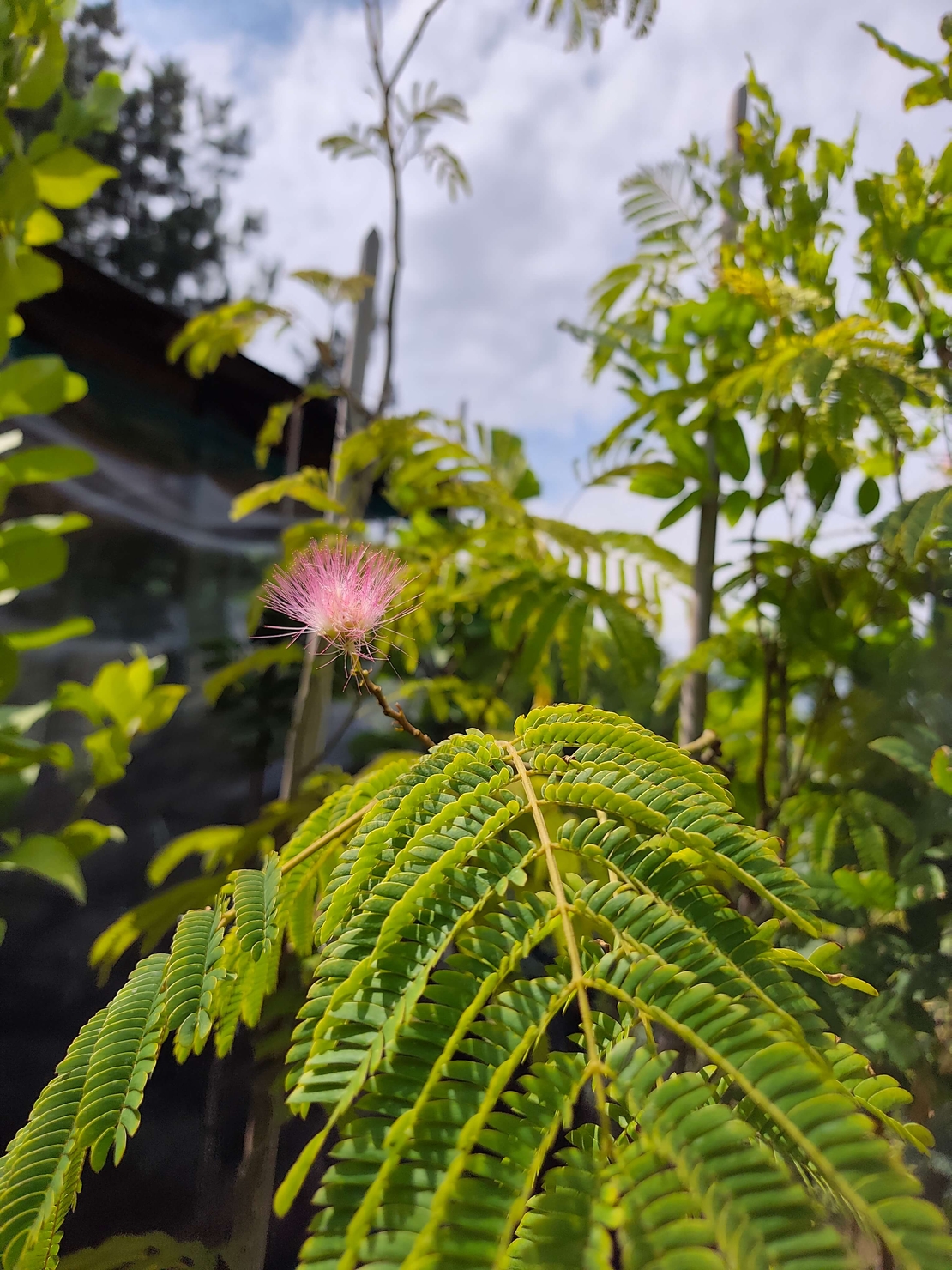Albizia julibrissin (Албиция, Копринено дърво)