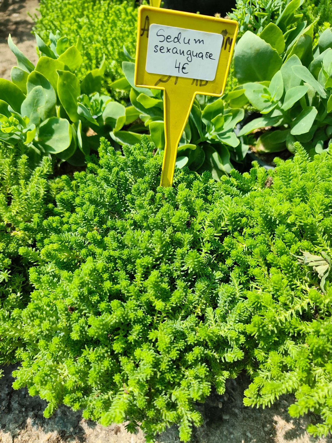 Sedum sexangulare (Шестореден седум)
