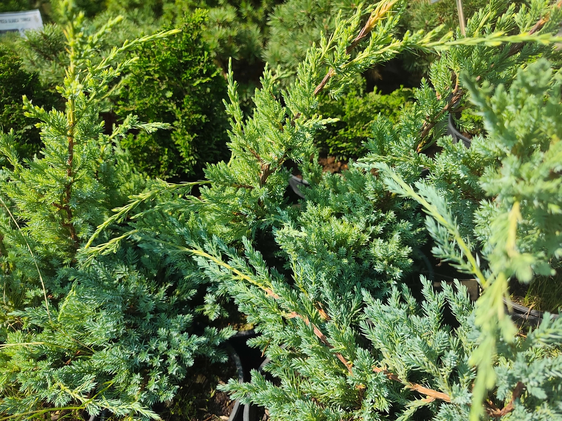 Juniperus squamata Blue Carpet
