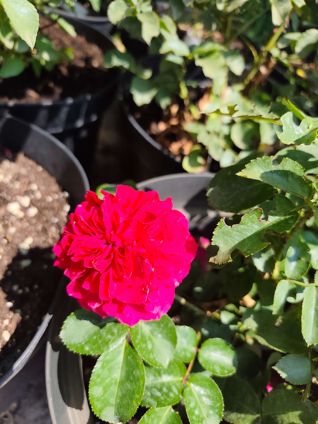 Rosa (Храстовидна роза) МИКС