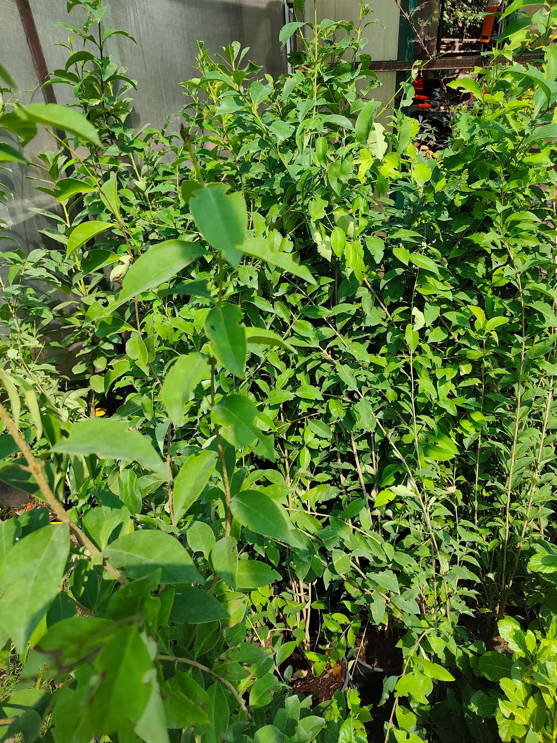 Ligustrum japonicum (Японски лигуструм)