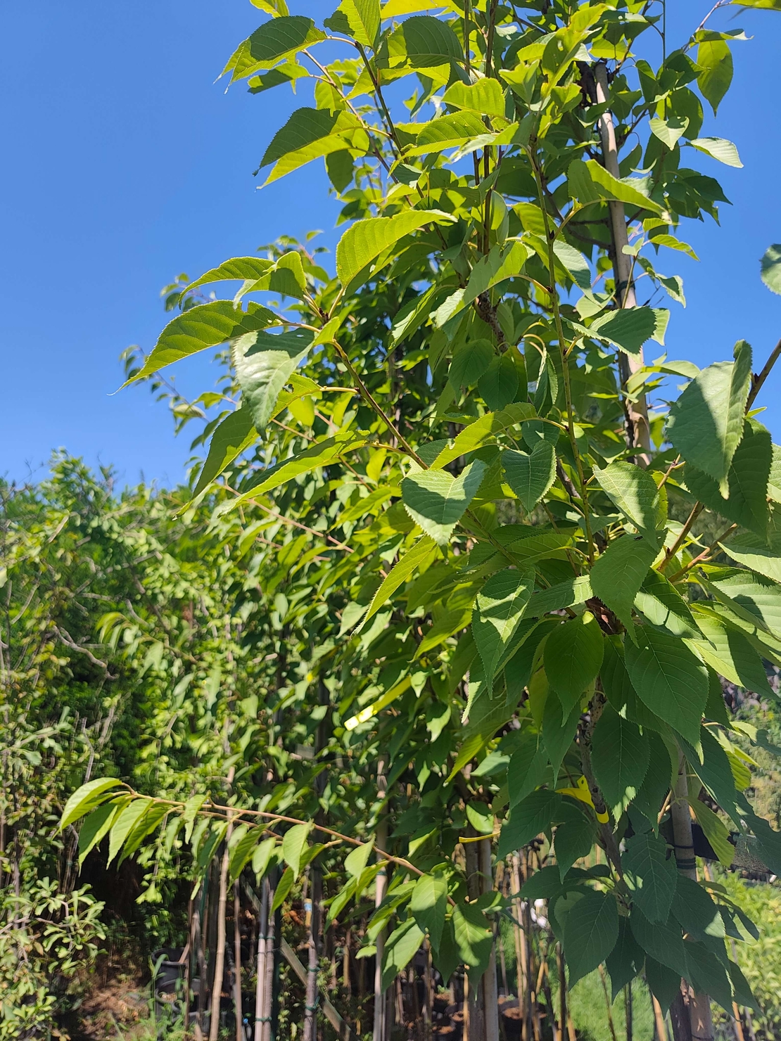Prunus serrulata 'Kanzan' (Японска декоративна вишна 'Kanzan')