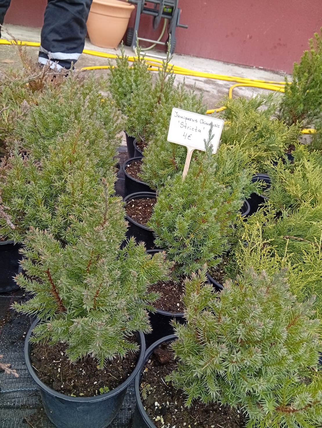Juniperus chinensis Stricta