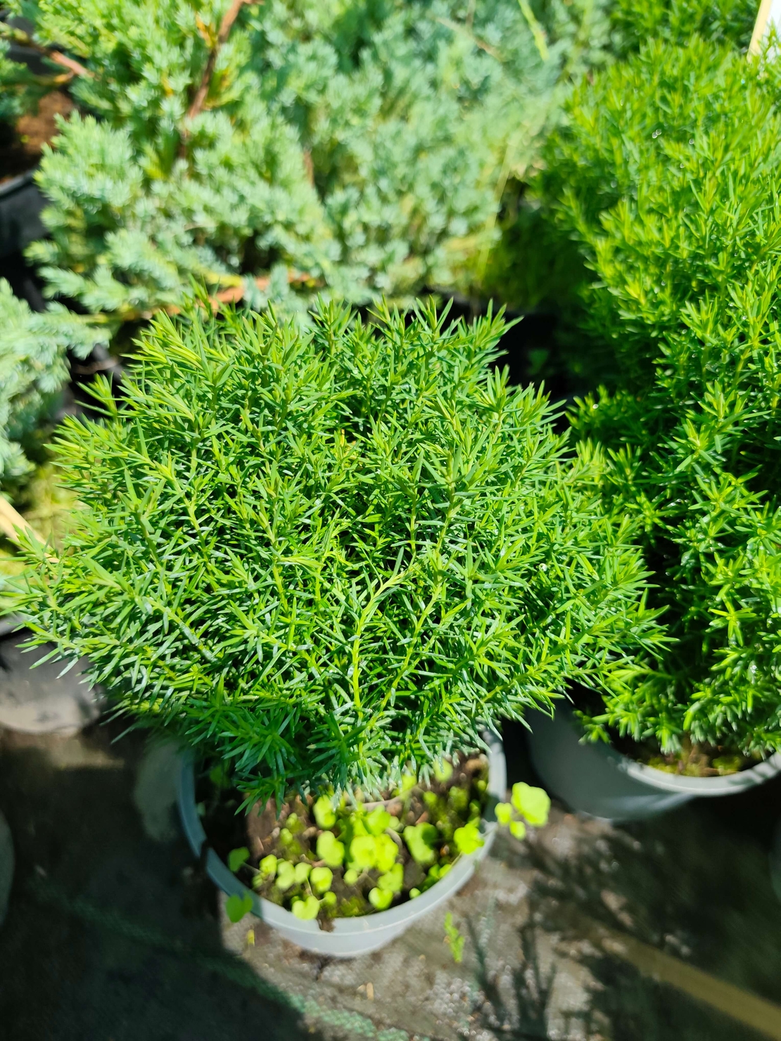 Thuja occidentalis 'Teddy'