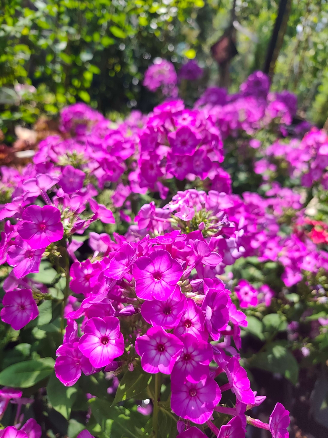 Phlox paniculata (Градински флокс)
