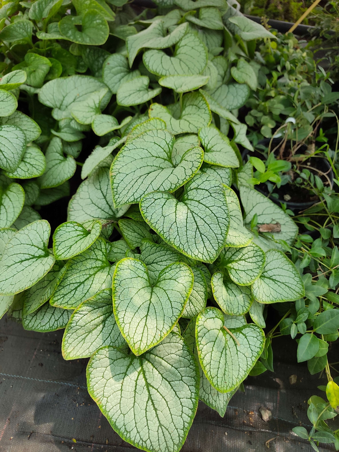 Brunnera macrophylla (Брунера)