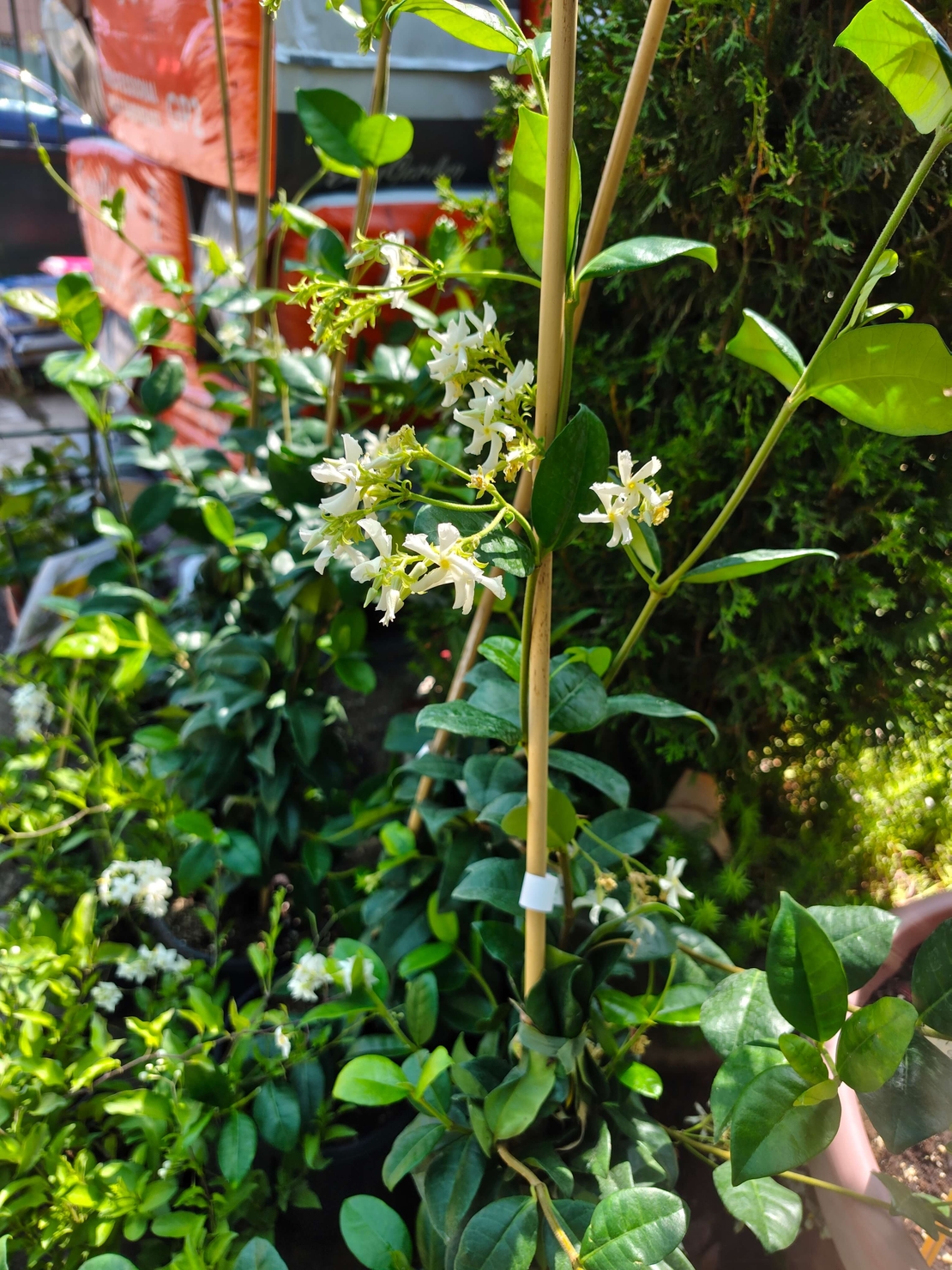 Trachelospermum jasminoides (Звездовиден жасмин)