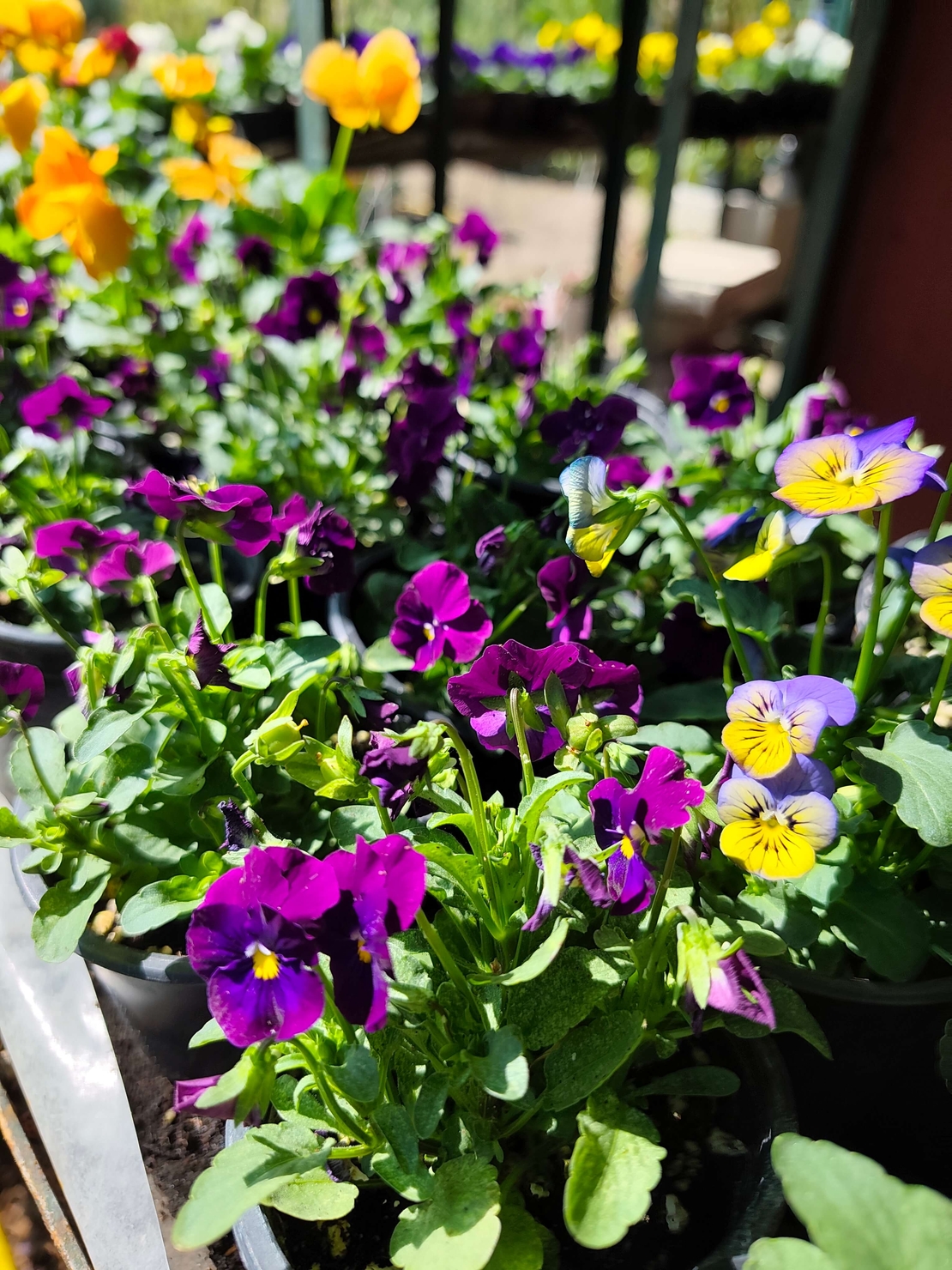 Viola × wittrockiana (Градинска теменужка)
