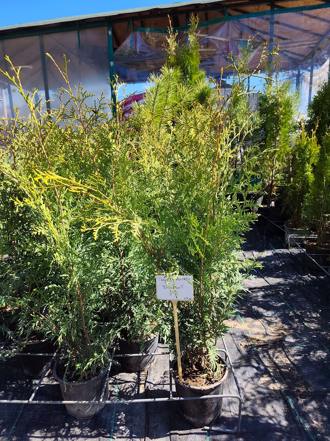 Thuja occidentalis Brabant