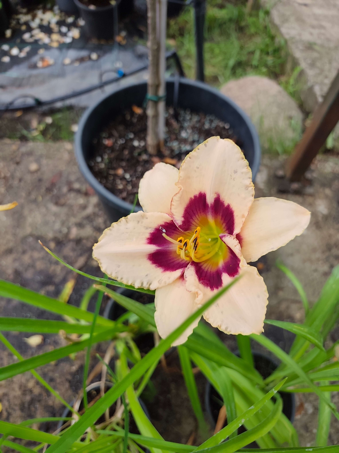 Hemerocallis