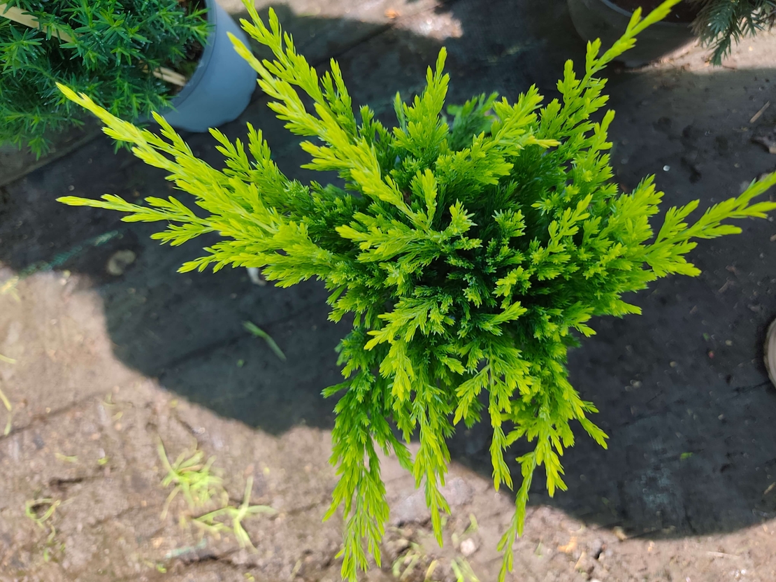 Juniperus × media 'King of Spring'