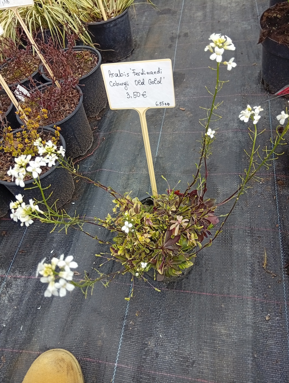 Arabis ferdinandi-coburgii Old Gold