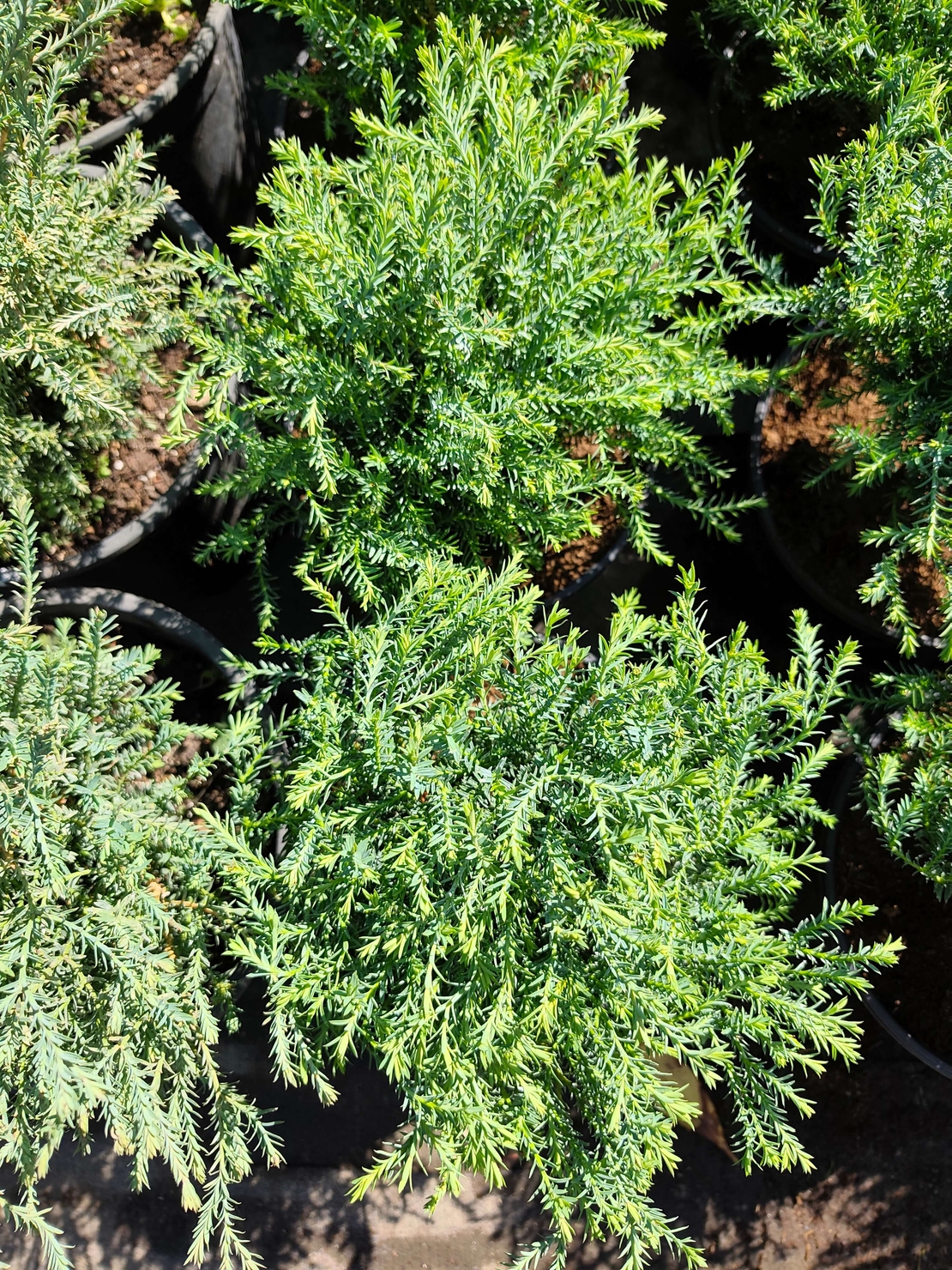 Thuja occidentalis ‘Mr. Bowling Ball’