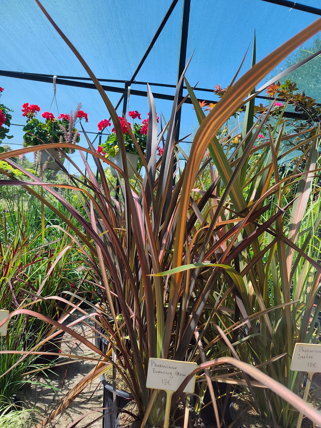 Phormium 'Evening Glow'