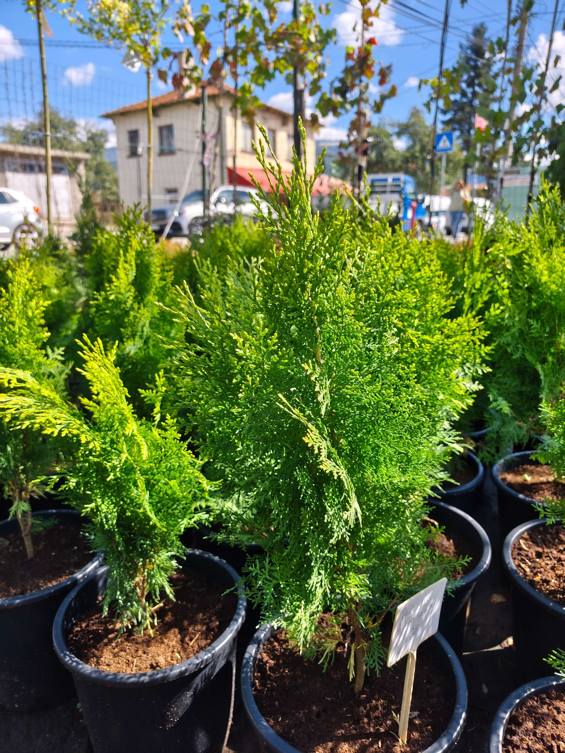 Thuja orientalis ‘Aurea Nana’ (Туя Ауреа Нана)
