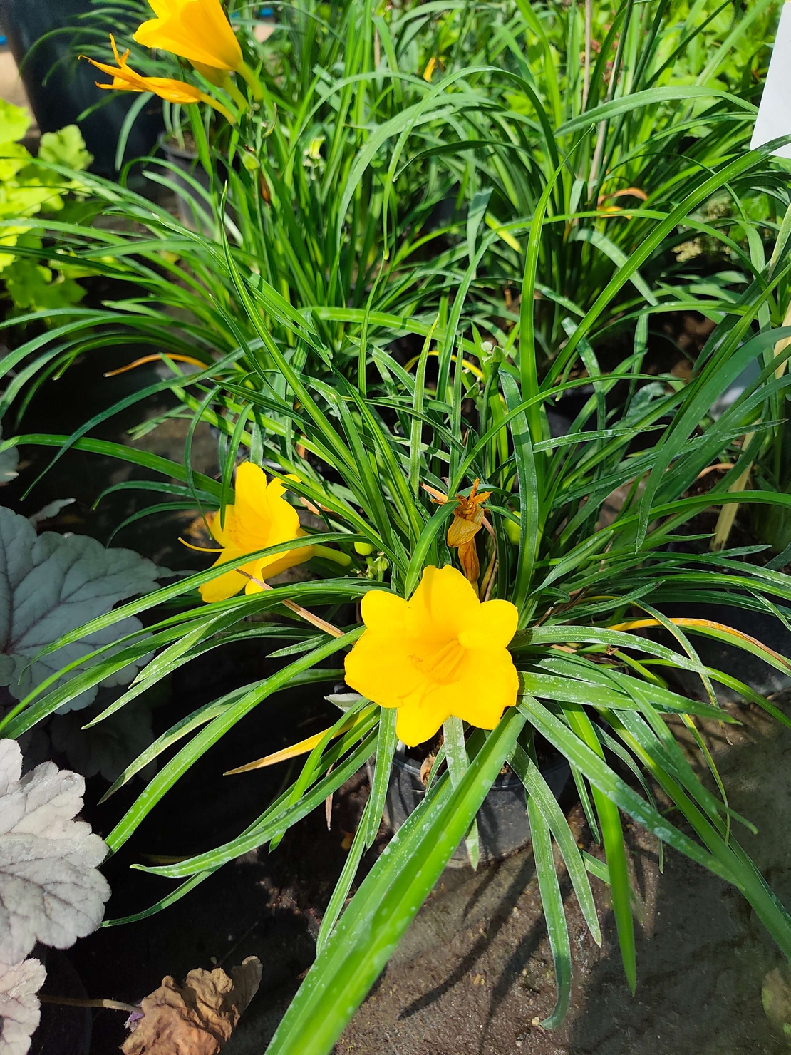 Hemerocallis Mini