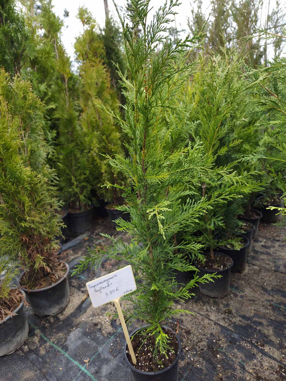 Cupressocyparis leylandii
