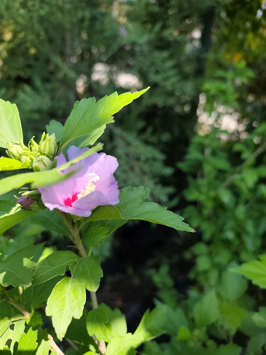Hibiscus syriacus (Градински хибискус)