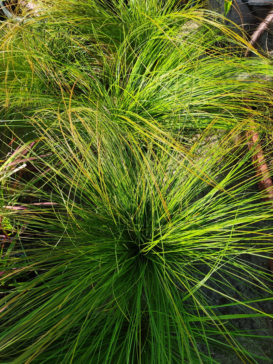 Carex testacea ‘Prairie Fire’