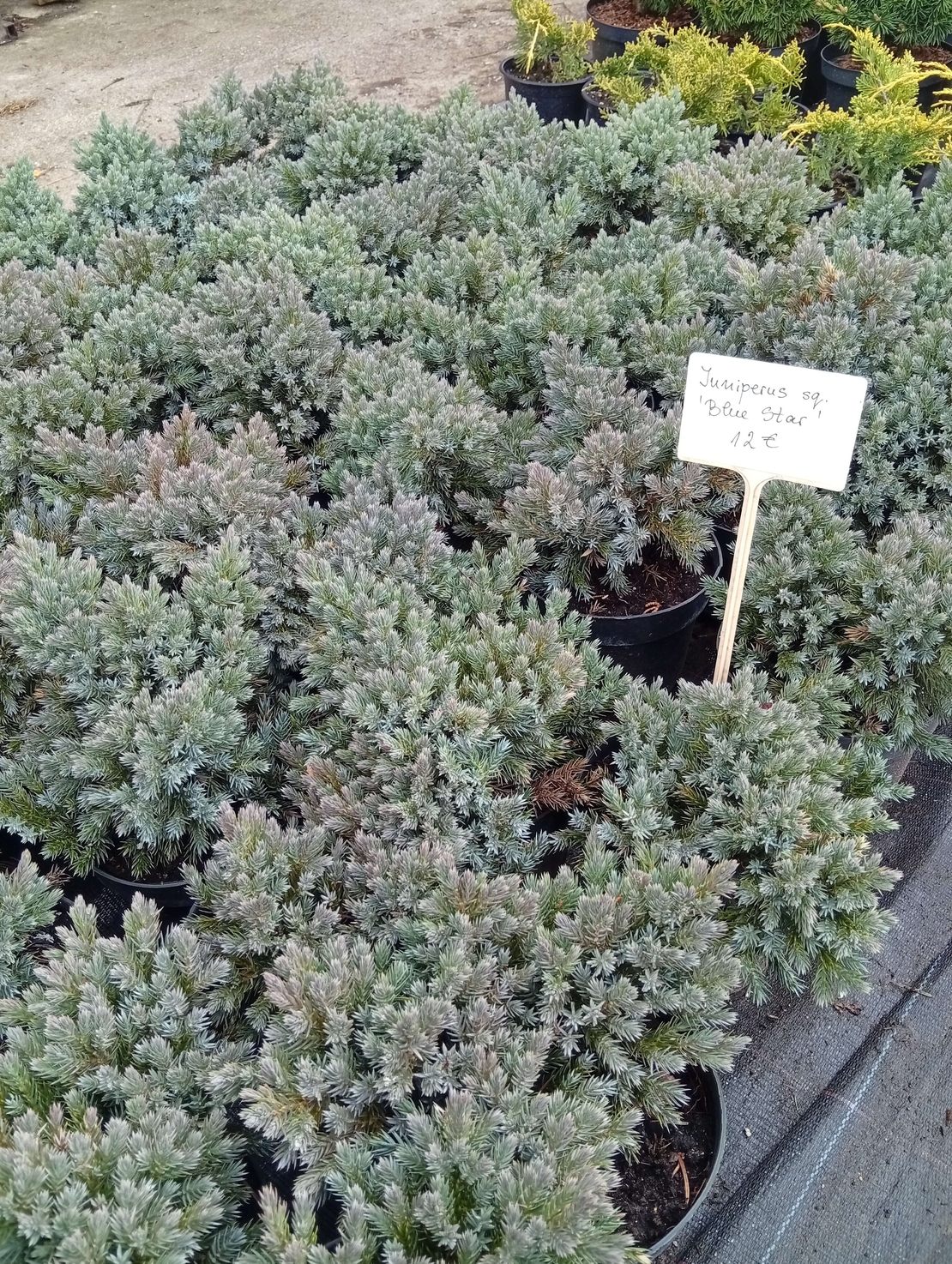 Juniperus squamata Blue Star