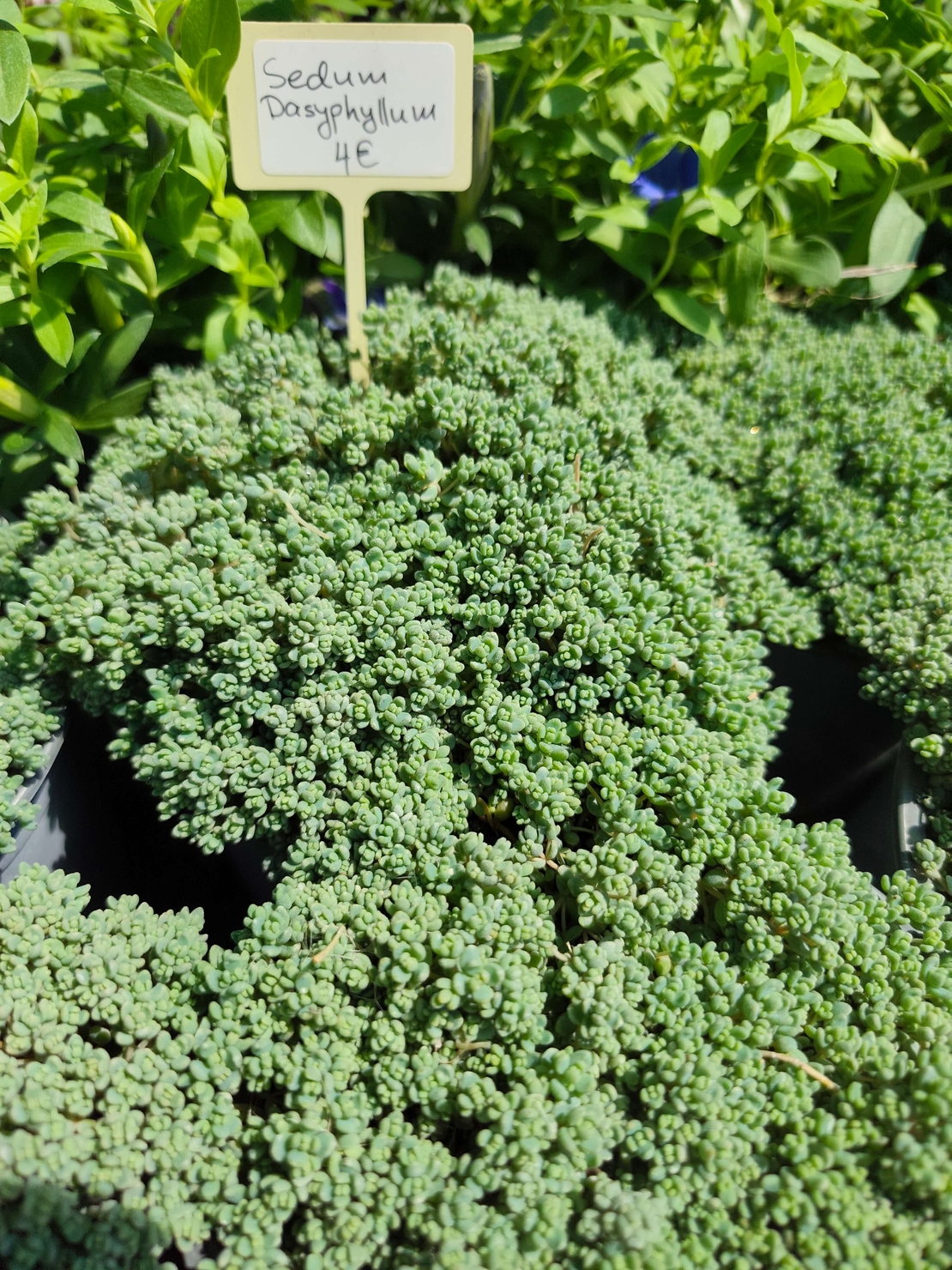 Sedum dasyphyllum (Дребнолистен седум)