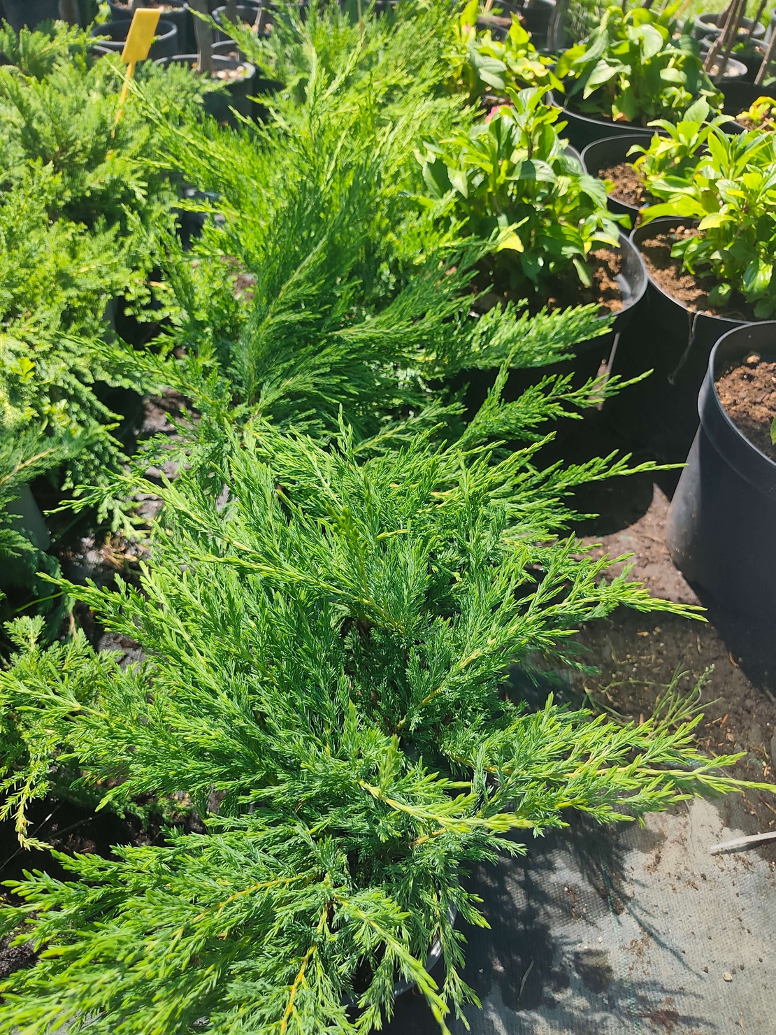 Juniperus horizontalis 'Andorra Compact'