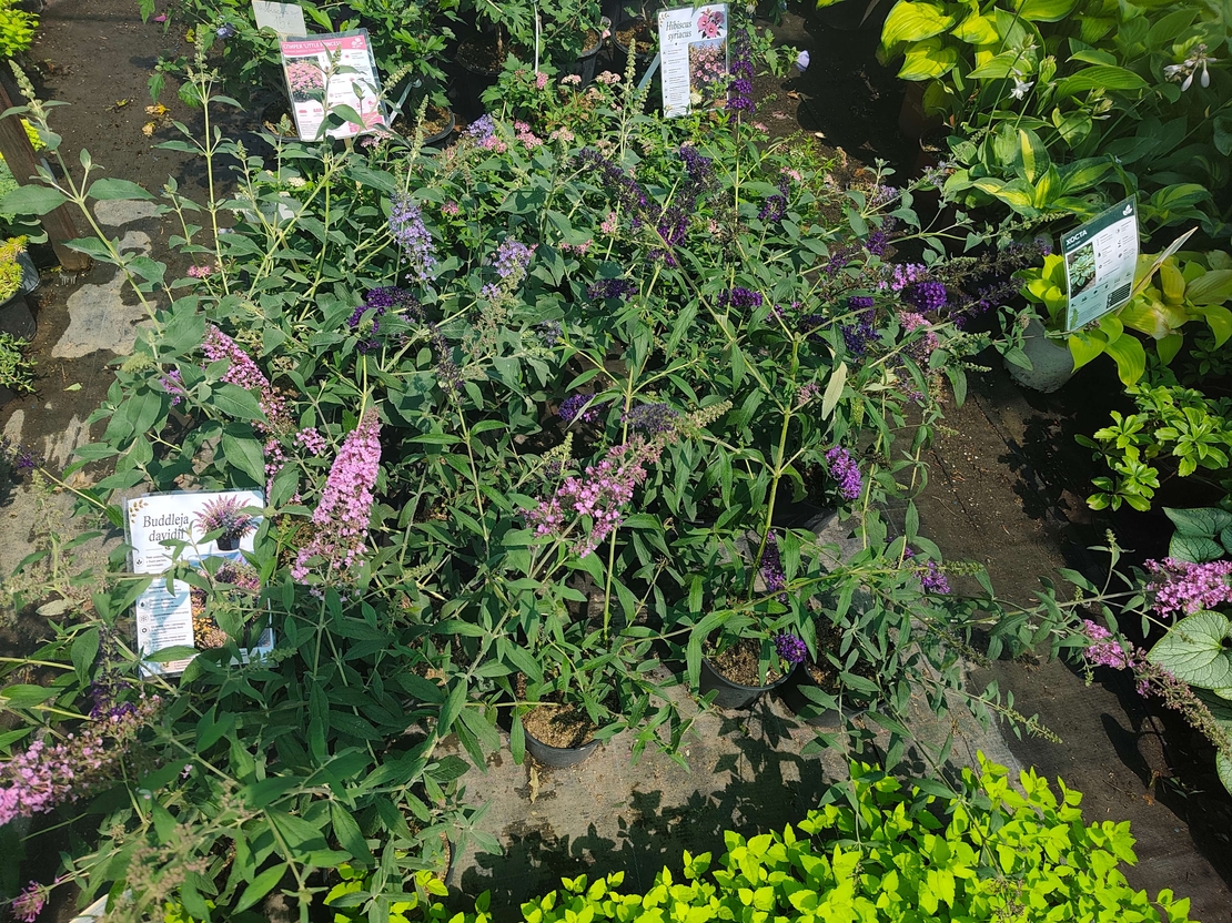 Buddleja davidii (Будлея, Пеперуден храст)
