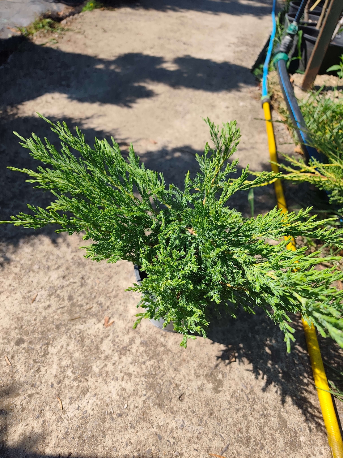 Juniperus horizontalis 'Prostrata'